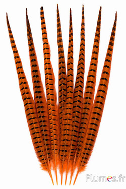 Fagiano di Colchide - 35-45 cm - arancioni